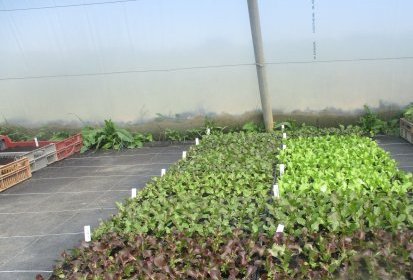 plants1