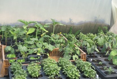 plants2